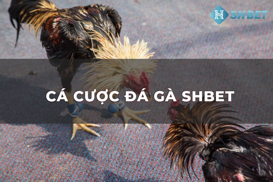 Cá cược đá gà trực tiếp kiếm tiền thật 1 cá cược đá gà