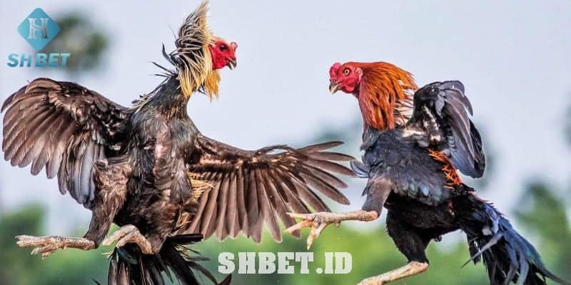 Sân chơi đá gà SHBet cực hấp dẫn 1 đá gà Shbet