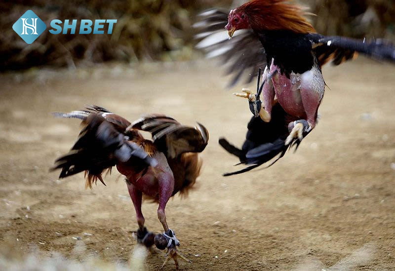 Chơi đá gà ăn tiền online tại nhà cái Shbet 1 đá gà ăn tiền