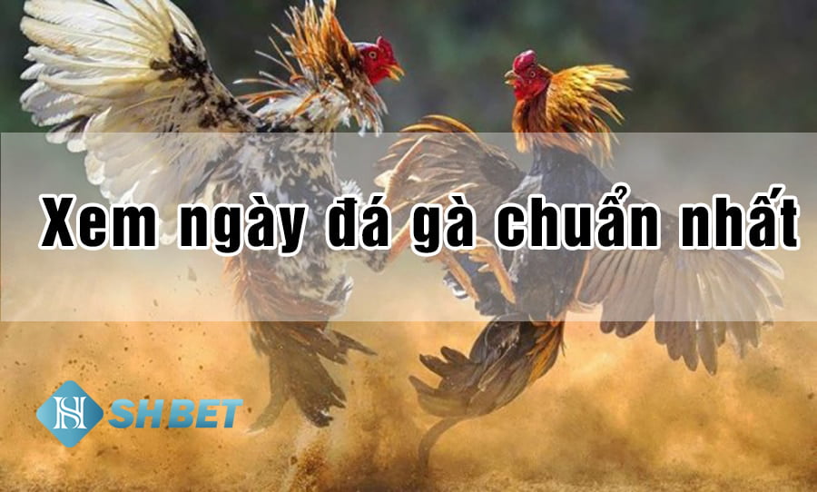 Coi ngày đá gà theo 12 con giáp trong sách kinh kê 1 coi ngày đá gà