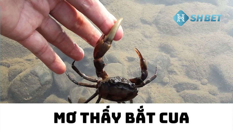 Mơ thấy bắt cua đánh số mấy? Mơ thấy cua là điềm gì?  1 Mơ thấy bắt cua đánh số mấy? Mơ thấy cua là điềm gì?